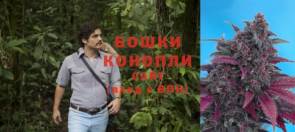 сатива Карпинск