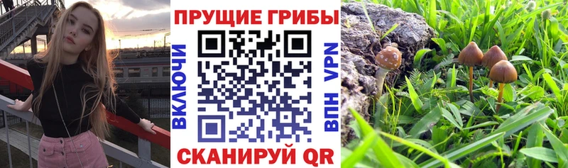 Галлюциногенные грибы Magic Shrooms  Чапаевск 