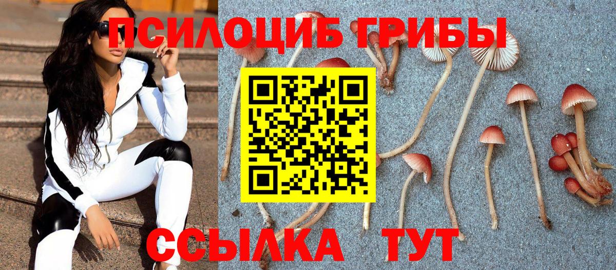 Галлюциногенные грибы Psilocybe Чапаевск
